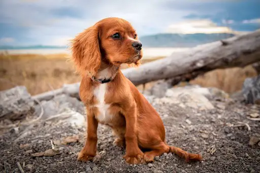 Is it Ok for Dogs to Eat Deer Feces?