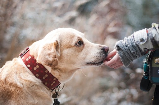 Is it Ok for Dogs to Eat Geese Feces?
