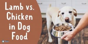 Lamb vs. Chicken in Dog Food - Which is the Best Protein