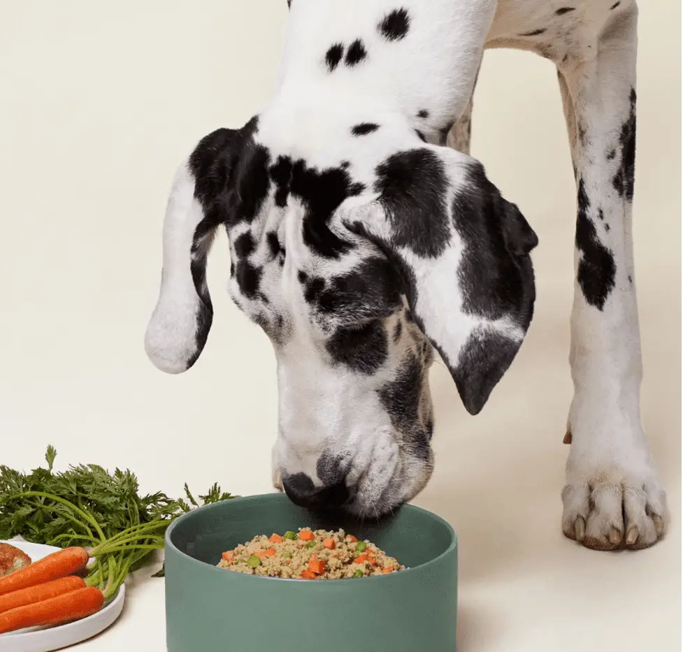 Ollie Fresh Pet Food