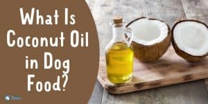 What Is Coconut Oil in Dog Food - Is it Safe or Good for Dogs