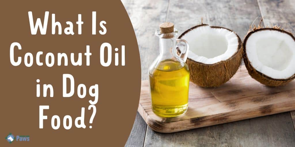 What Is Coconut Oil in Dog Food - Is it Safe or Good for Dogs