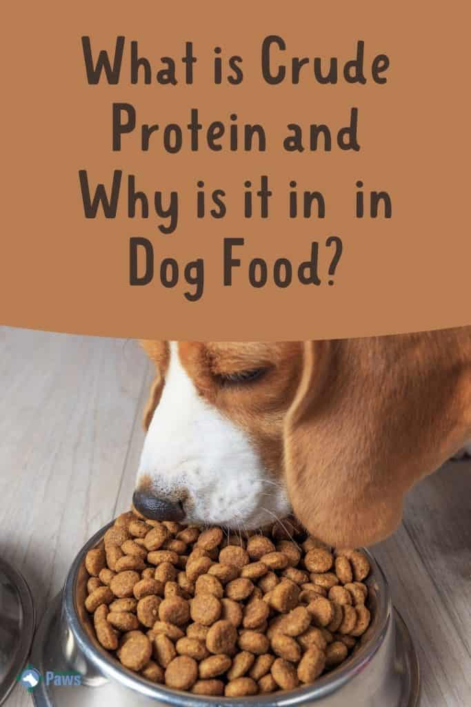 What Is Crude Protein in Dog Food - Pinterest