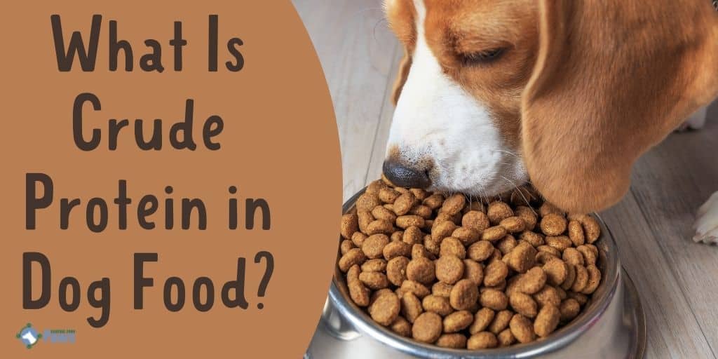 What Is Crude Protein in Dog Food