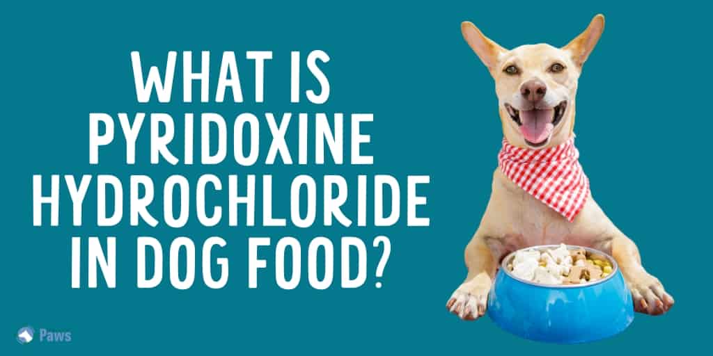 What Is Pyridoxine Hydrochloride in Dog Food - Is it Safe for Dogs