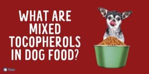 What are Mixed Tocopherols in Dog Food - Is it Safe for Dogs