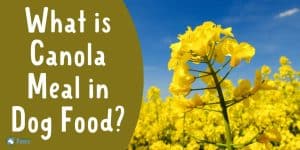 What is Canola Meal in Dog Food - Is it Safe for Dogs