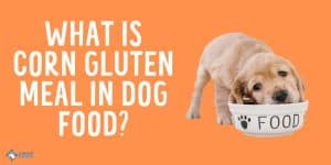 What is Corn Gluten Meal in Dog Food - Is it a Safe Ingredient