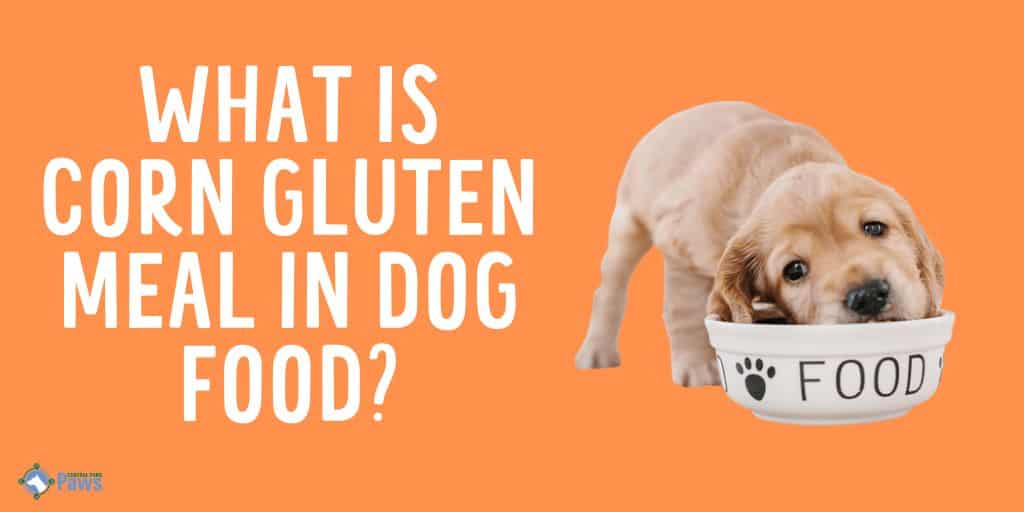 What is Corn Gluten Meal in Dog Food - Is it a Safe Ingredient