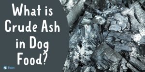 What is Crude Ash in Dog Food - Is it Safe