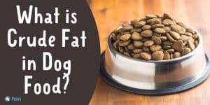 What is Crude Fat in Dog Food - Is it Safe for Dogs