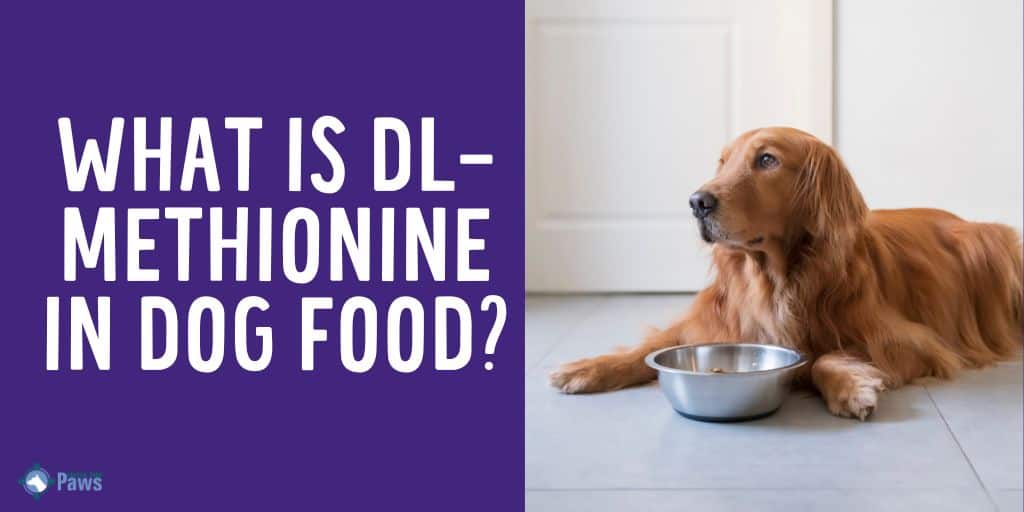 What is DL-Methionine in Dog Food- Is it Safe for Dogs