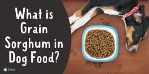 What is Grain Sorghum in Dog Food - Is it Safe for Dogs