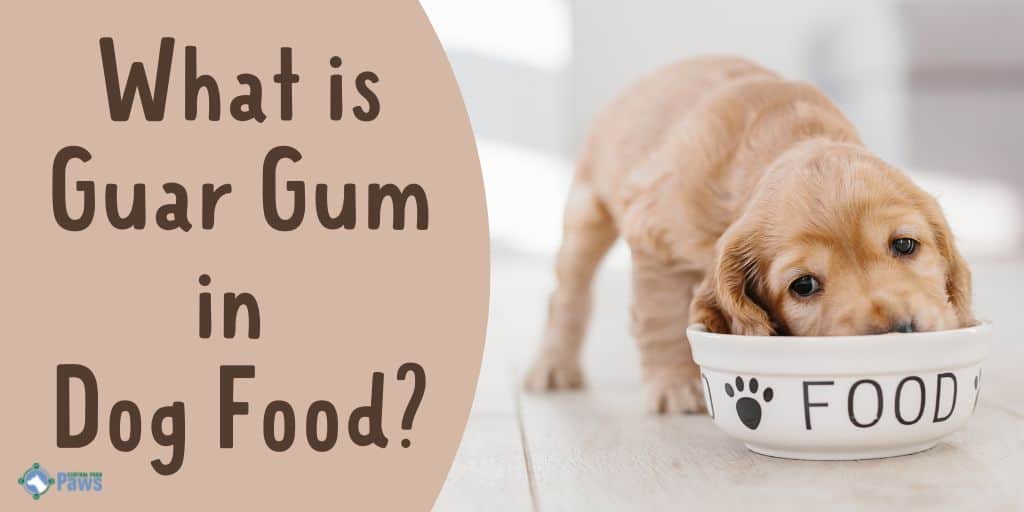 What is Guar Gum in Dog Food - Is it Healthy for Dogs