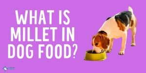 What is Millet in Dog Food - Is it Safe for Dogs