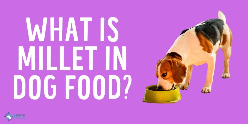 What is Millet in Dog Food - Is it Safe for Dogs