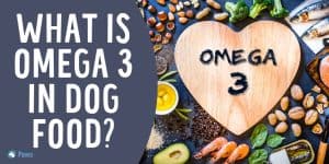 What is Omega 3 in Dog Food - Is it Safe or Toxic