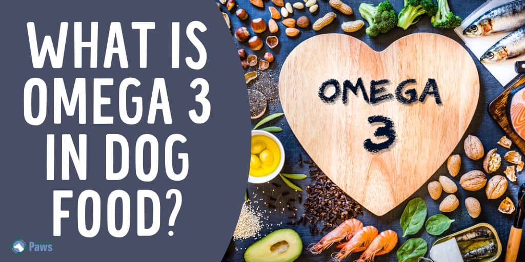 What is Omega 3 in Dog Food - Is it Safe or Toxic