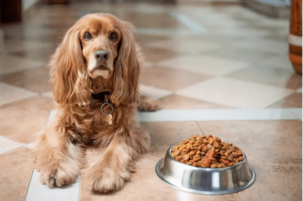 Pyridoxine hydrochloride best sale in dog food
