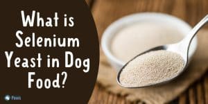 What is Selenium Yeast in Dog Food - Is it Safe for Dogs