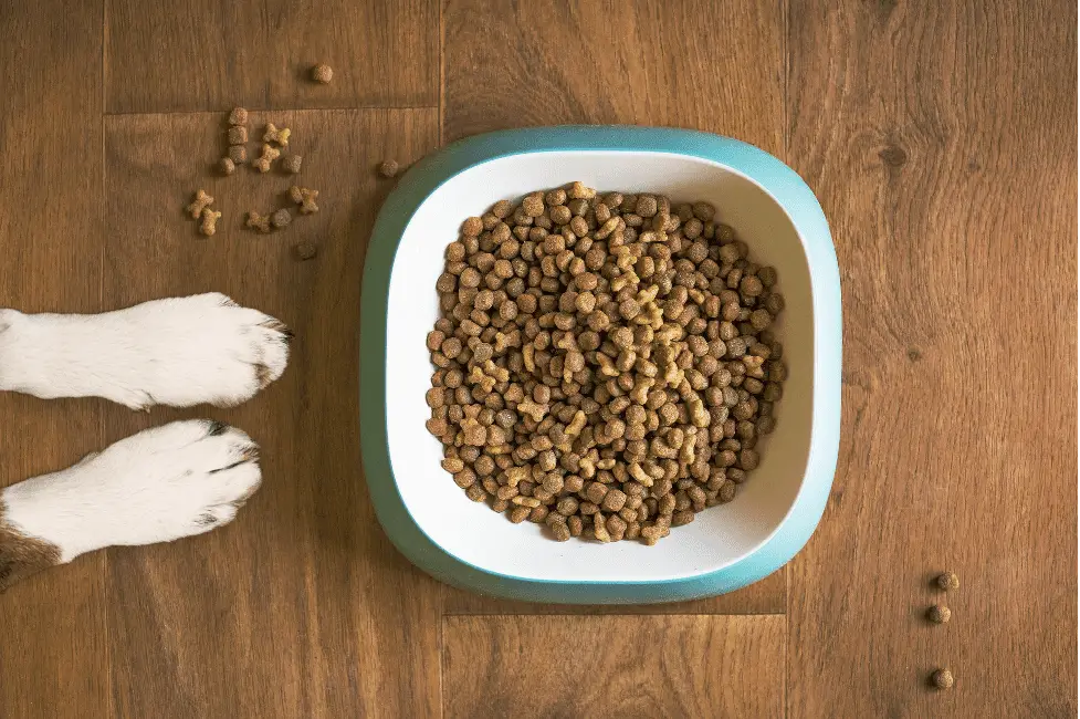 Bowl of dog food with selenium yeast