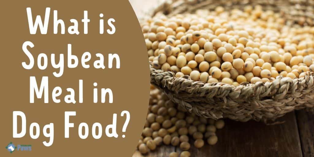 What is Soybean Meal in Dog Food - Is it Safe for Dogs