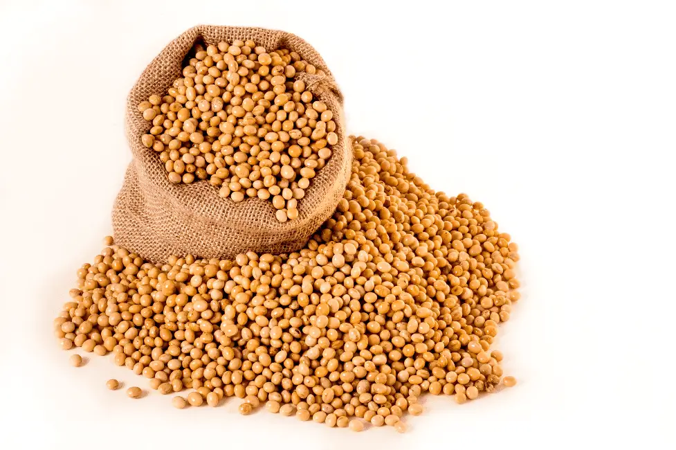 Whole soybeans ready to be turned into soybean meal