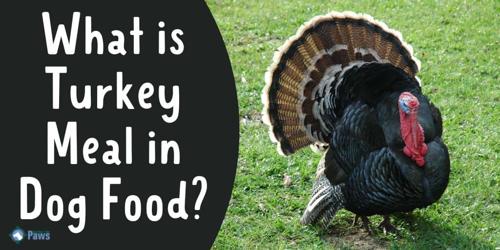 What is Turkey Meal in Dog Food - Is it Safe for Dogs