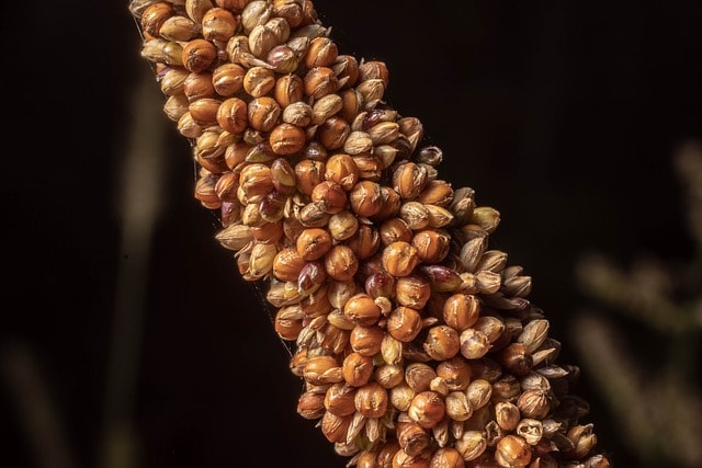 What is millet in dog food tiny grain bird food