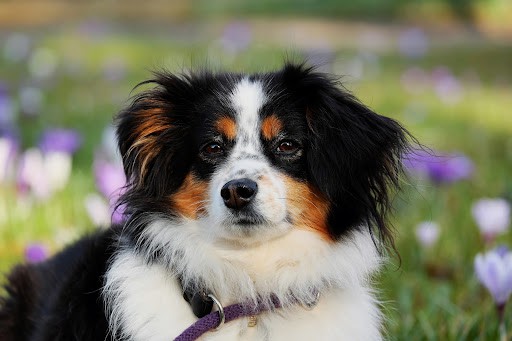 What to do when dog eats cat poop how to training tips