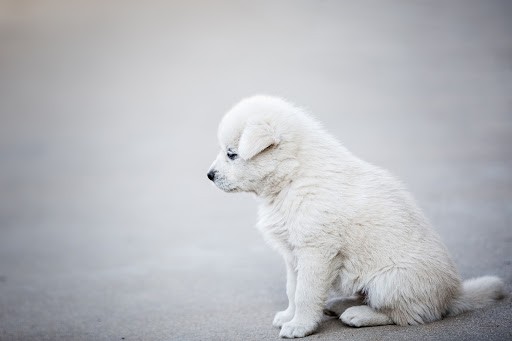 What to Do When Your Dog Eats Chicken Poop