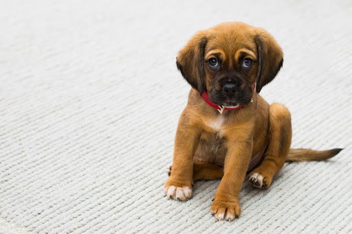 What to Do When Your Dog Eats Cow Poop