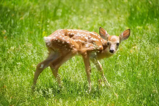 What to Do When Your Dog Eats Deer Poop