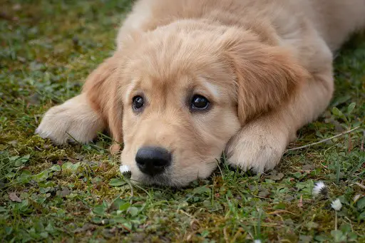 What to Do When Your Dog Eats Goose Poop