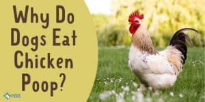 Why Do Dogs Eat Chicken Poop - Is it Unsafe