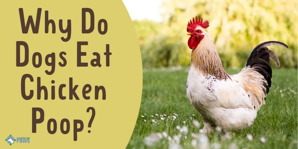 Why Do Dogs Eat Chicken Poop - Is it Unsafe