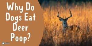 Why Do Dogs Eat Deer Poop - Is it Safe or Toxic