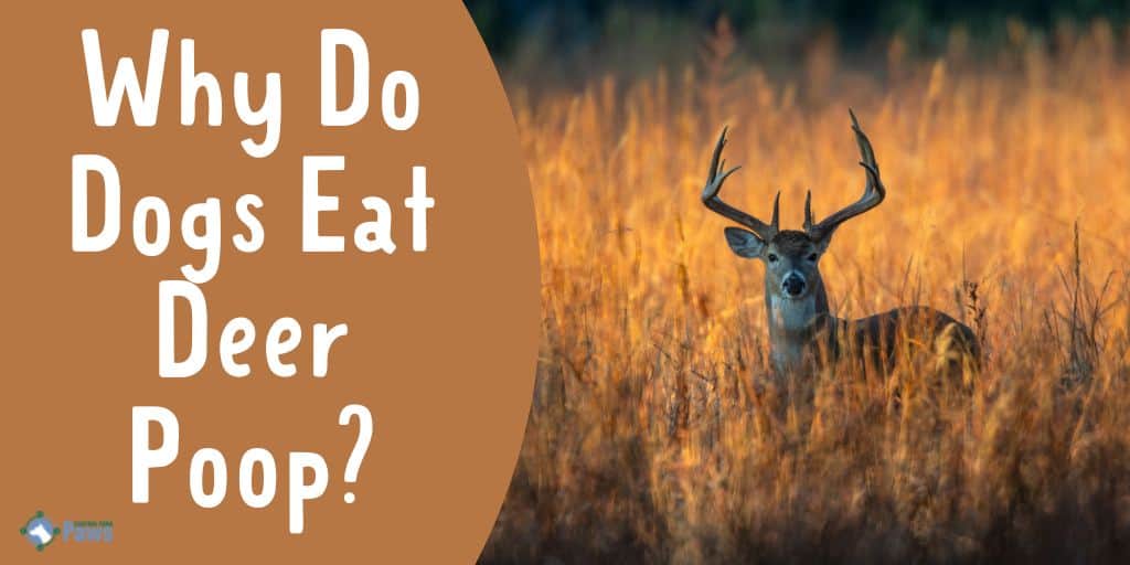 Why Do Dogs Eat Deer Poop - Is it Safe or Toxic