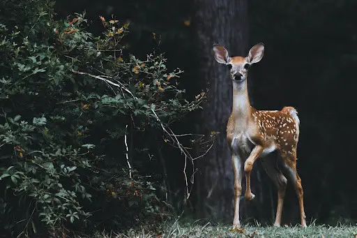 Young fawn deer pooping