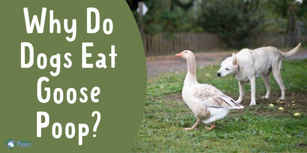 Why Do Dogs Eat Goose Poop