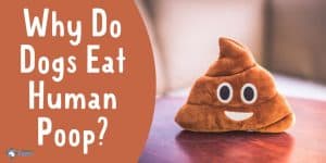 Why Do Dogs Eat Human Poop - Is it Safe or Toxic