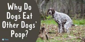 Why Do Dogs Eat Other Dogs’ Poop - Is it Dangerous