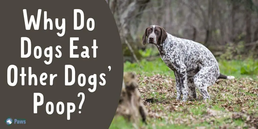 Why Do Dogs Eat Other Dogs’ Poop - Is it Dangerous