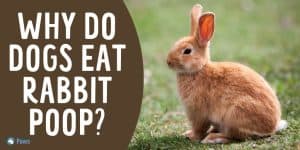 Why Do Dogs Eat Rabbit Poop - Is it Safe or Toxic