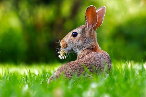 Rabbit eating a flower in a field