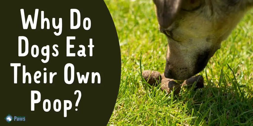 Why Do Dogs Eat Their Own Poop - Is it Safe