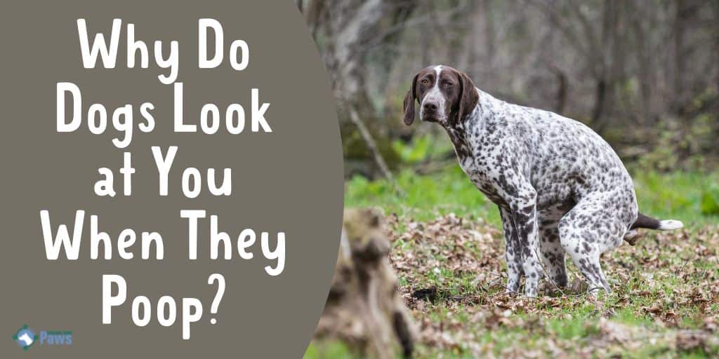 Why Do Dogs Look at You When They Poop
