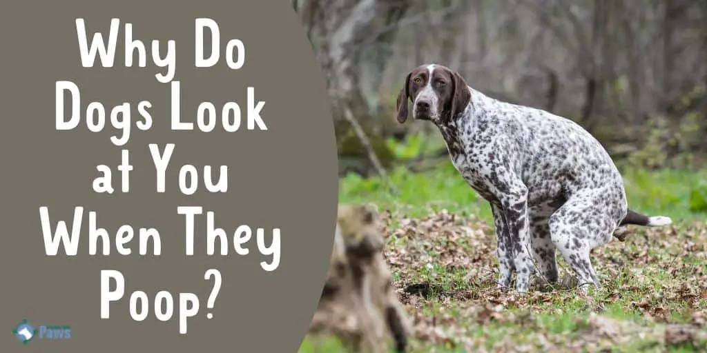 why do dogs watch you while they poop