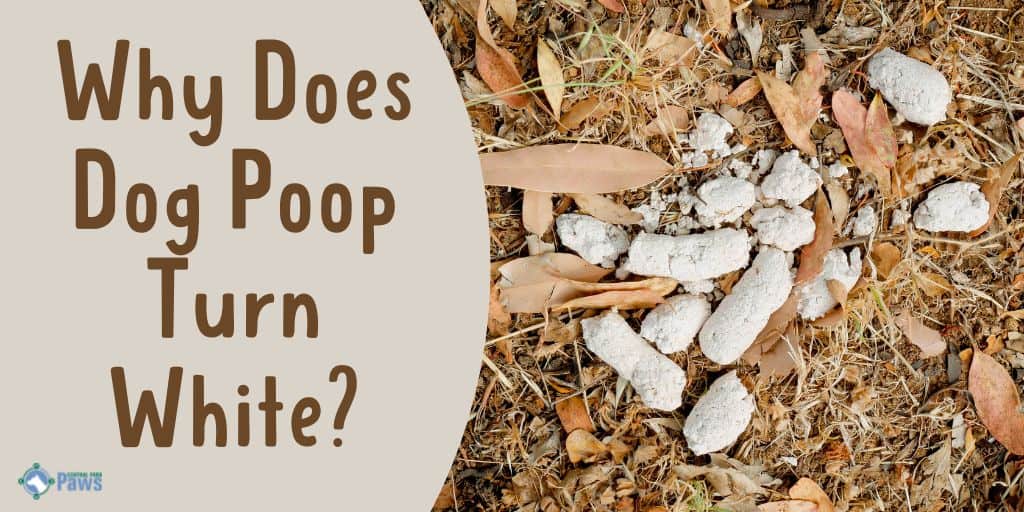 Why Does Dog Poop Turn White
