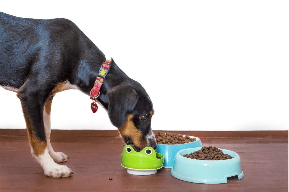 Should dogs eat dl methionine protein safety supplement ingredient